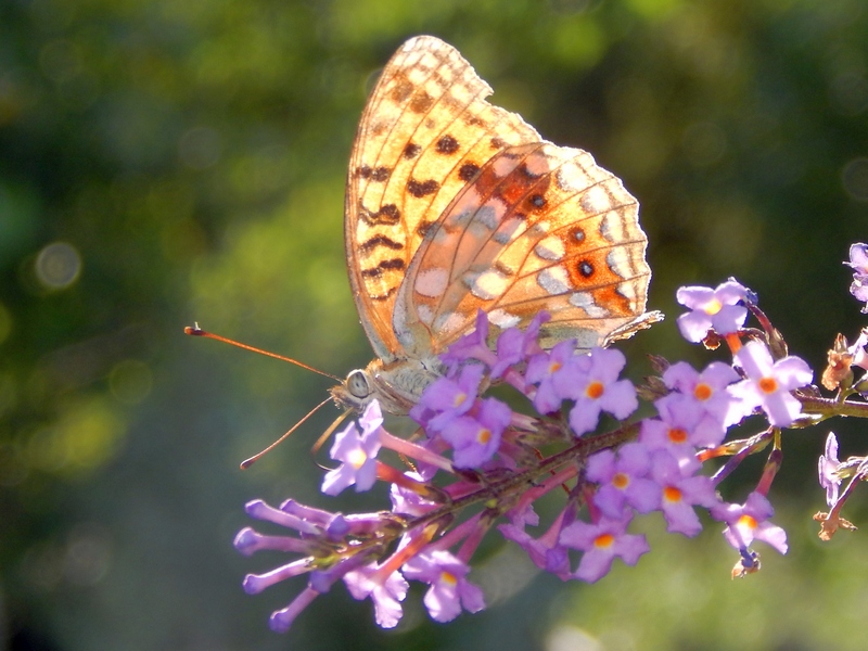 Parco del ticino : incontri del 23/8/14